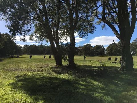 Cows in a Paddock 写真素材