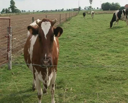 Cows pan Stock Footage 441369