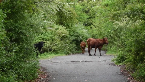 Cows in the park, animals among the trees Stock Footage 188521124