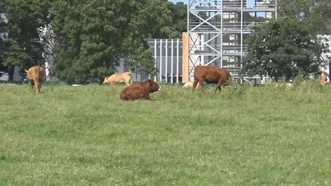 Cows at park Stock Footage 82422622