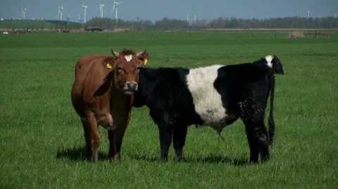 Cows Pas de Deux Stock Footage 2769925