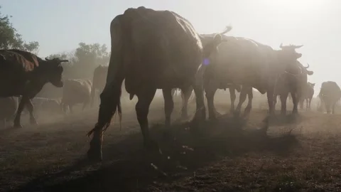 Cows pass into the sunset in clouds of dust. Stock Footage 155661491