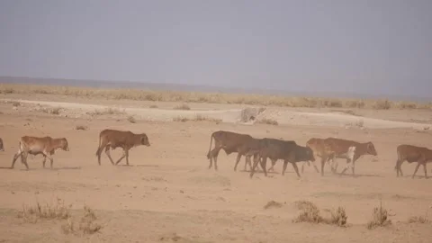 Cows passing by Stock Footage 244240076