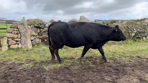 Cows passing from one field to another Stock Footage 251296916