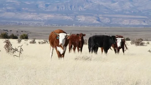 Cows in Pasture 0604 Stock Footage 1017898