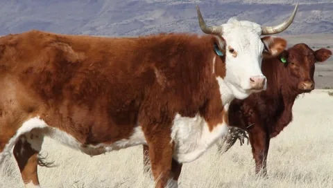 Cows in Pasture 0612 Stock Footage 1017721