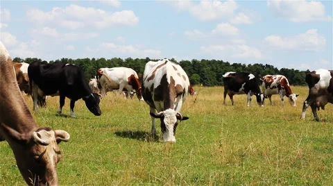 Cows On Pasture 1 Stock Footage 43632002
