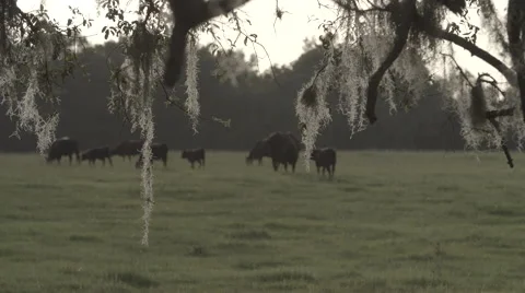 Cows In Pasture 2 Stock Footage 40975609