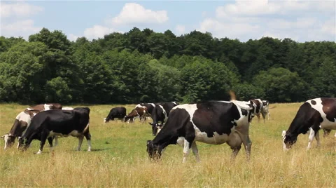 Cows On Pasture 2 Stock Footage 60628841