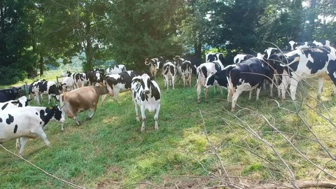 Cows in pasture 2 Stock Footage 95593043