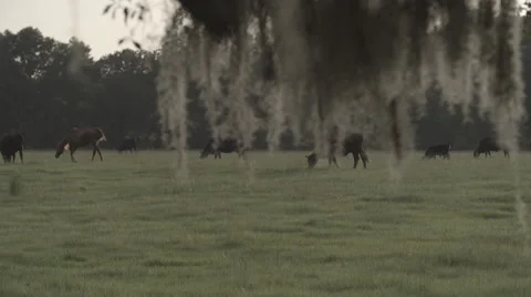 Cows In Pasture 3 Stock Footage 40975599