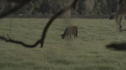 Cows In Pasture 4 Stock Footage 40975588