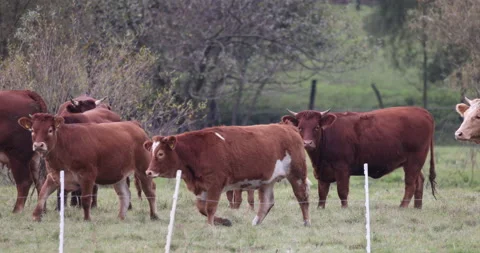 Cows in the pasture, 4K slomo Stock Footage 166039721