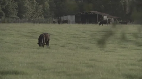 Cows In Pasture 5 Stock Footage 40975646