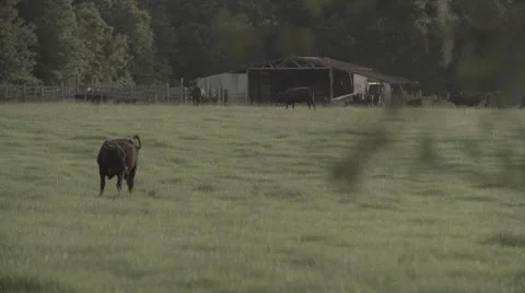Cows In Pasture 6 Stock Footage 40975613