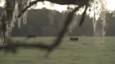 Cows In Pasture 7 Stock Footage 40975593