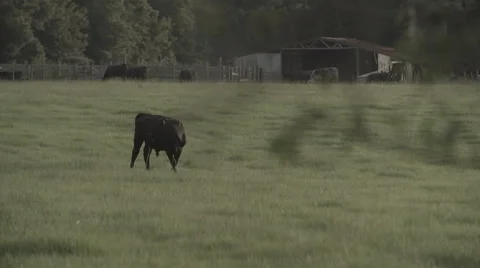 Cows In Pasture 8 Stock Footage 40975688