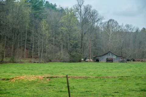 Cows in a pasture at the barn Stock Photos