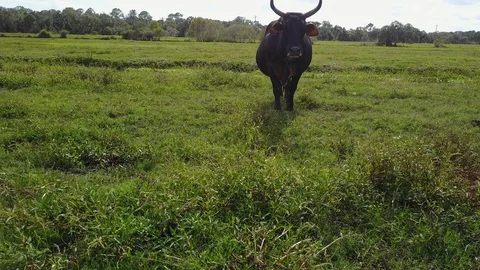 Cows in Pasture Black Steer steps forward Stock Footage 98524680