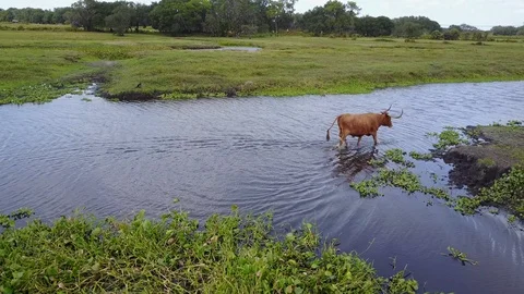 Cows in Pasture Brown Steer walking from water Stock Footage 98550019