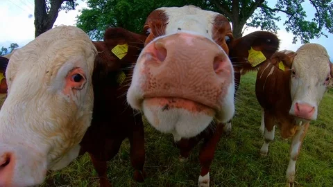 Cows in the pasture - close-up Stock Footage 117722391