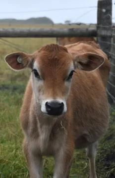 Cows in the Pasture Corral Stock Photos