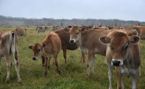 Cows in the Pasture Corral Stock Photos