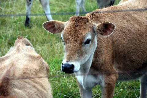 Cows in the Pasture Corral Stock Photos