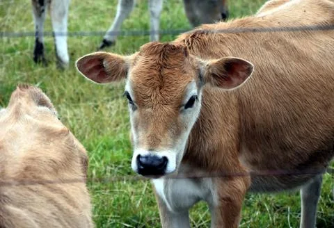 Cows in the Pasture Corral Stock Photos