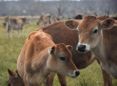 Cows in the Pasture Corral Stock Photos
