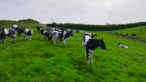 Cows on the pasture from a drone, Devon Farms, England Vídeos de archivo 241462210