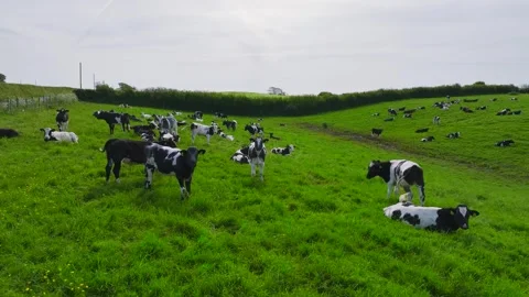 Cows on the pasture from a drone, Devon Farms, England Stock Footage 241462227