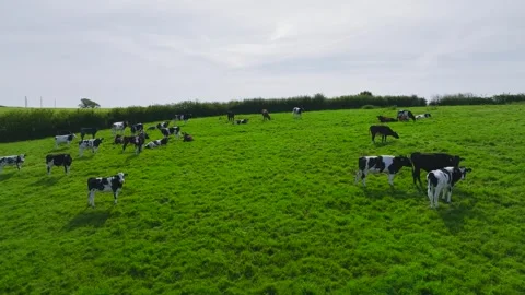 Cows on the pasture from a drone, Devon Farms, England 스톡 동영상 241462254