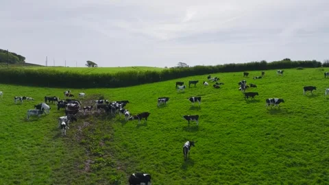 Cows on the pasture from a drone, Devon Farms, England Stock Footage 241462271