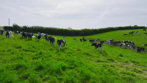 Cows on the pasture from a drone, Devon Farms, England Stock Footage 241462319