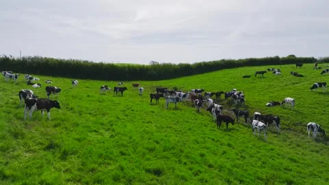 Cows on the pasture from a drone, Devon Farms, England Stock Footage 241462320