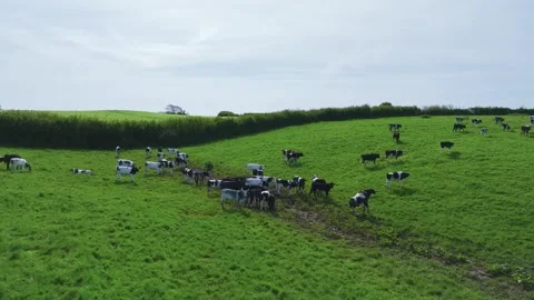 Cows on the pasture from a drone, Devon Farms, England Stock Footage 241498276