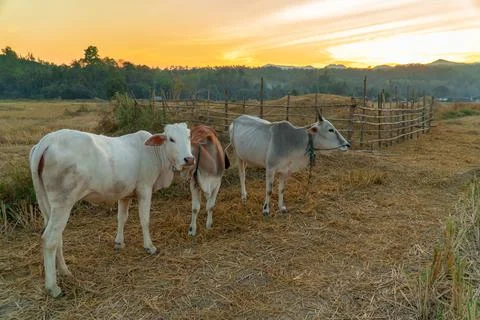 Cows in the pasture during sunset  Stock Photos
