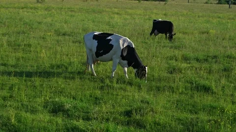 Cows on a pasture eating grass. Summer, agriculture concept Stock Footage 171328257