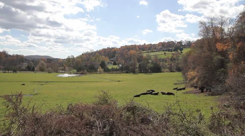Cows in pasture in the fall Video stock 36891879