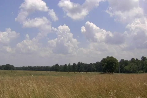 Cows in pasture Stock Footage 266024