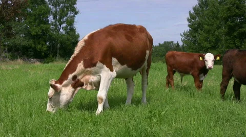 Cows on pasture Stock Footage 499288