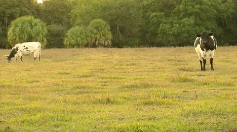 Cows in Pasture Video stock 8534970