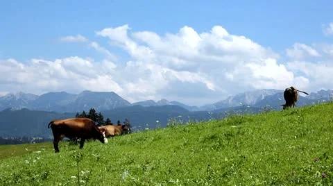 Cows on a pasture Stock Footage 9415124