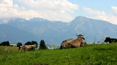 Cows on a pasture Stock Footage 9964003