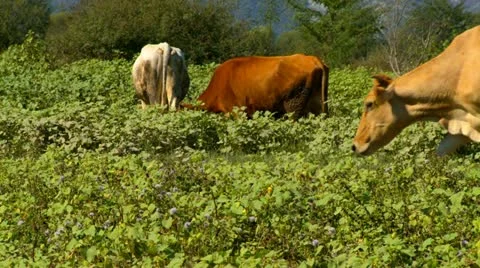 Cows on the pasture Stock Footage