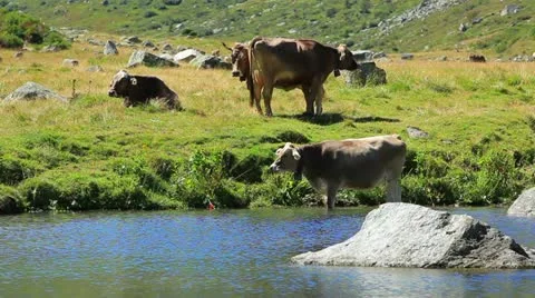 Cows on pasture. Stock Footage 21813554