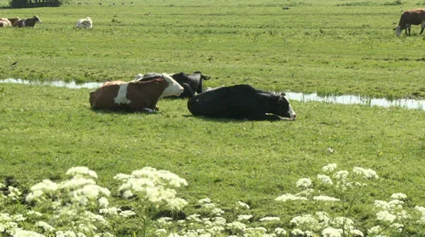 Cows in a pasture Stock Footage 24691876