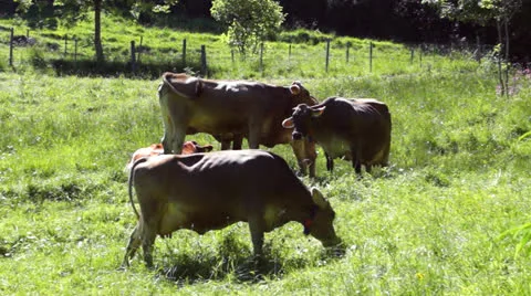 Cows on a pasture Stock Footage 24947856