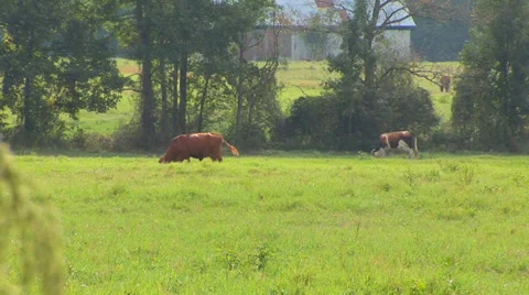 Cows In Pasture Video stock 33604045